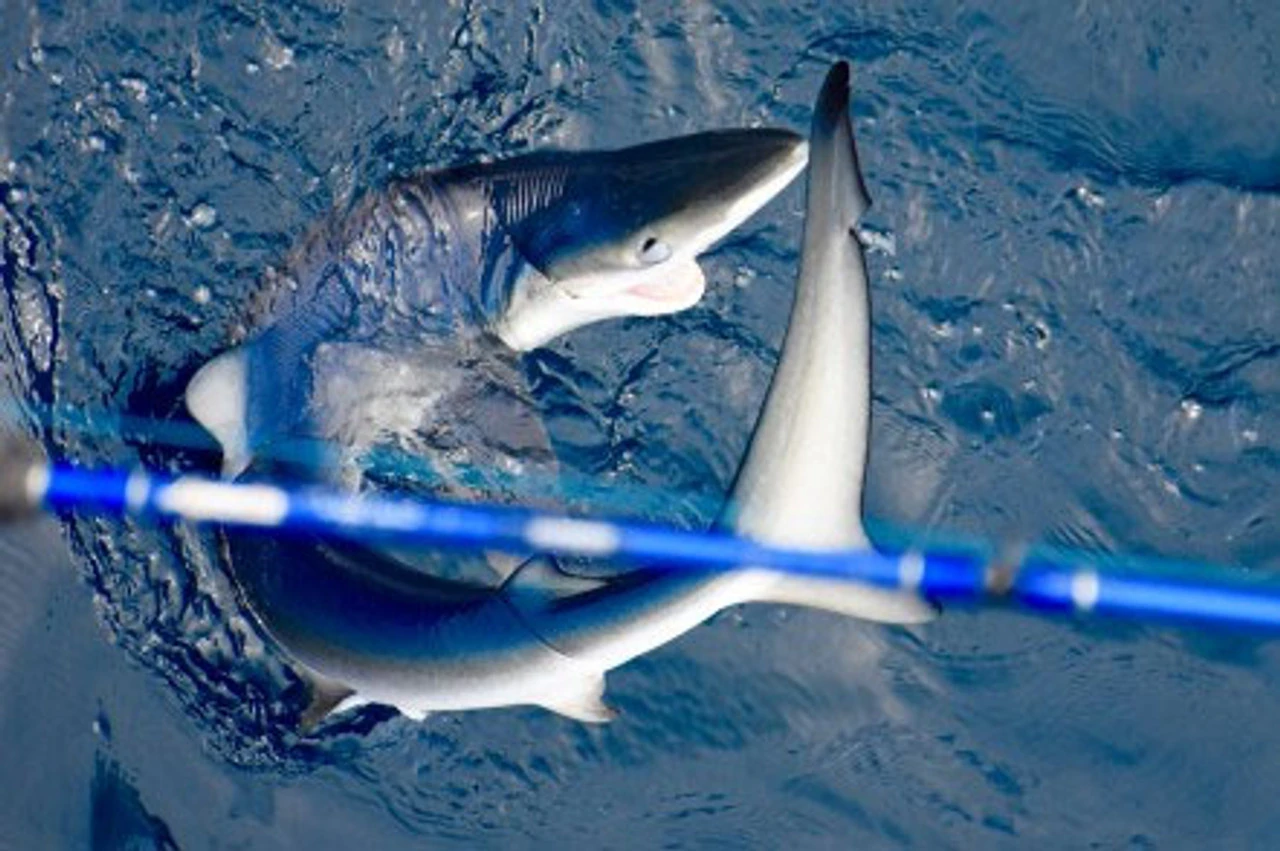 Lamiglas Bluewater Series Rods 4 Lamiglas Bluewater Series Rods - Image 4